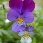 VOLANTINO FUTURA viole